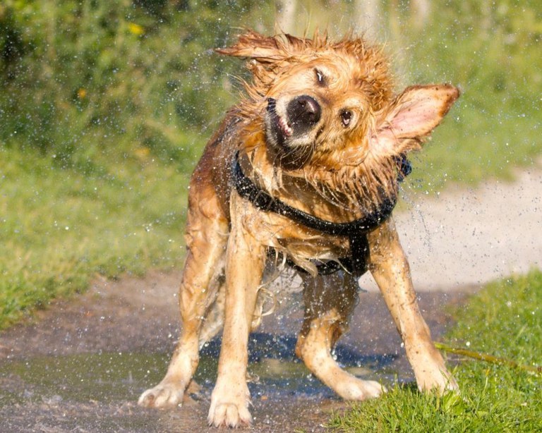 Honden katten (2).jpg